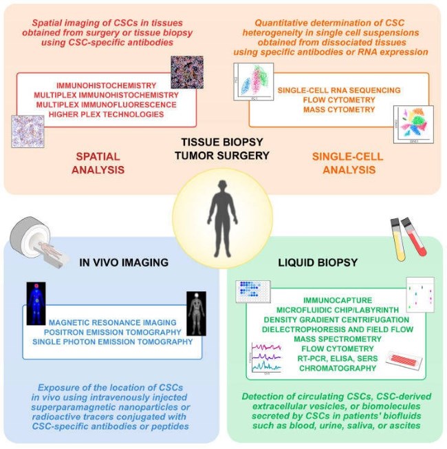 Fig 1. Detection of cancer stem cells from patient samples. (OA Literature)