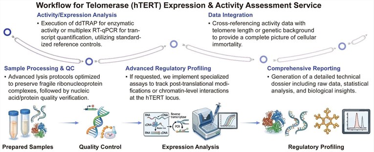 A simple procedure for telomerase (hTERT) expression and activity assessment service. (Creative Biolabs Original)