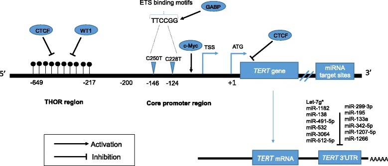 Fig.1 The landscape of hTERT transcriptional control in cancer. (OA Literature)