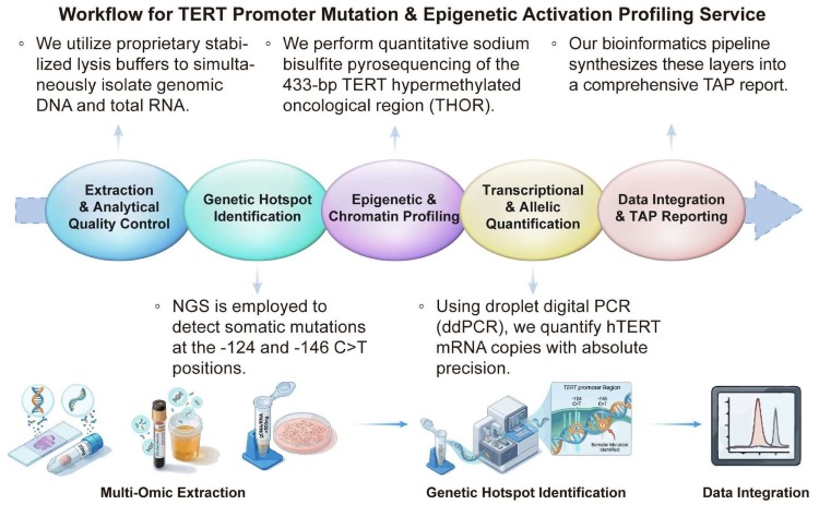 A simple procedure for TERT promoter mutation and epigenetic activation profiling service. (Creative Biolabs Original)