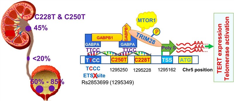 Fig.1 The landscape of TERT promoter mutations and their transcriptional activation in urothelial carcinoma. (OA Literature)