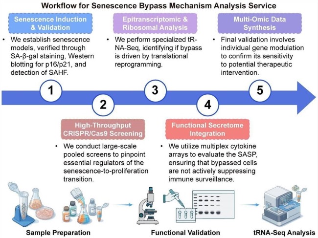 A simple procedure for senescence bypass mechanism analysis service. (Creative Biolabs Original)