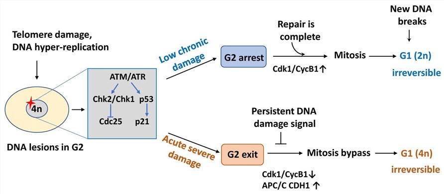 Fig.1 Key pathways of cell cycle arrest in senescent cells. (OA Literature)