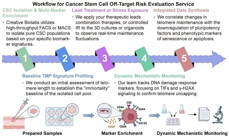 A simple procedure for telomere maintenance program evaluation service in CSC populations. (Creative Biolabs Original)