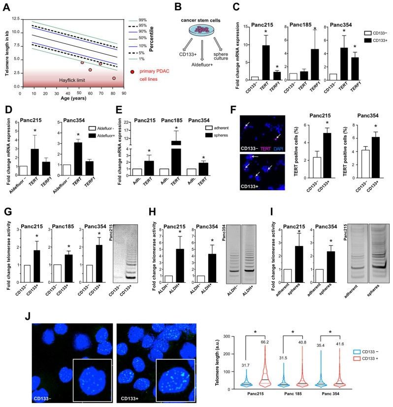 Fig.1 Telomerase activation is critical for telomere maintenance and self-renewal in pancreatic CSCs. (OA Literature)