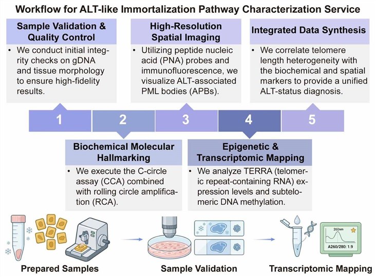 A simple procedure for ALT-like immortalization pathway characterization service. (Creative Biolabs Original)