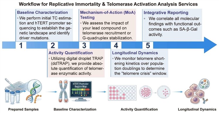 A simple procedure for replicative immortality and telomerase activation analysis services. (Creative Biolabs Original)