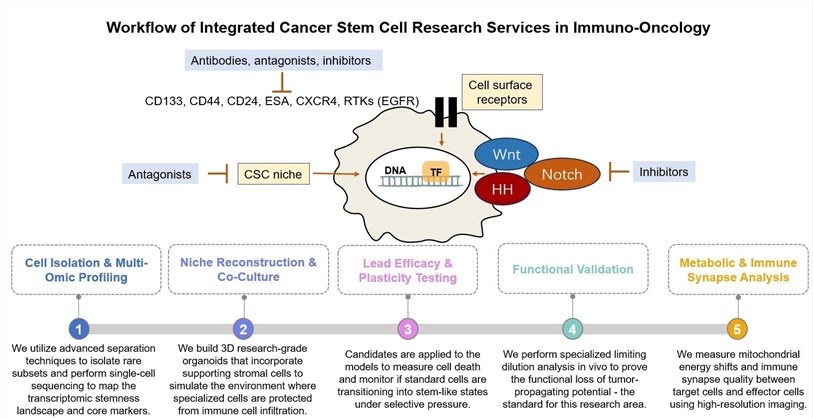 Core steps of integrated cancer stem cell research services. (Creative Biolabs Original)