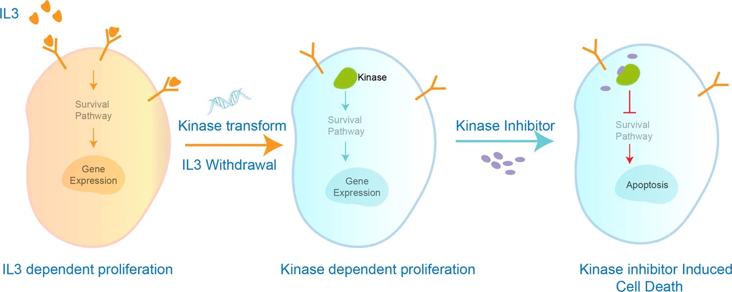 BaF3 kinase screening cell lines. (OA Literature)