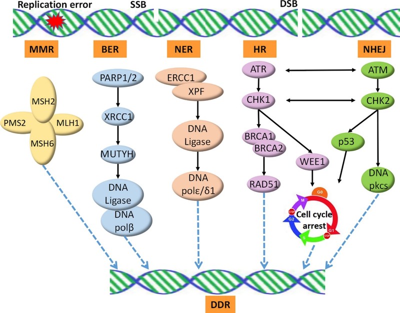 Fig.1 DDR signaling pathway. (OA Literature)