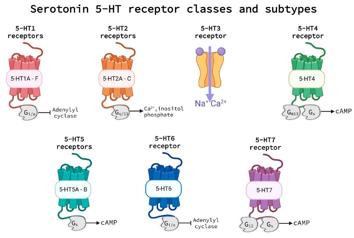 Various 5-HT receptors. (OA Literature)