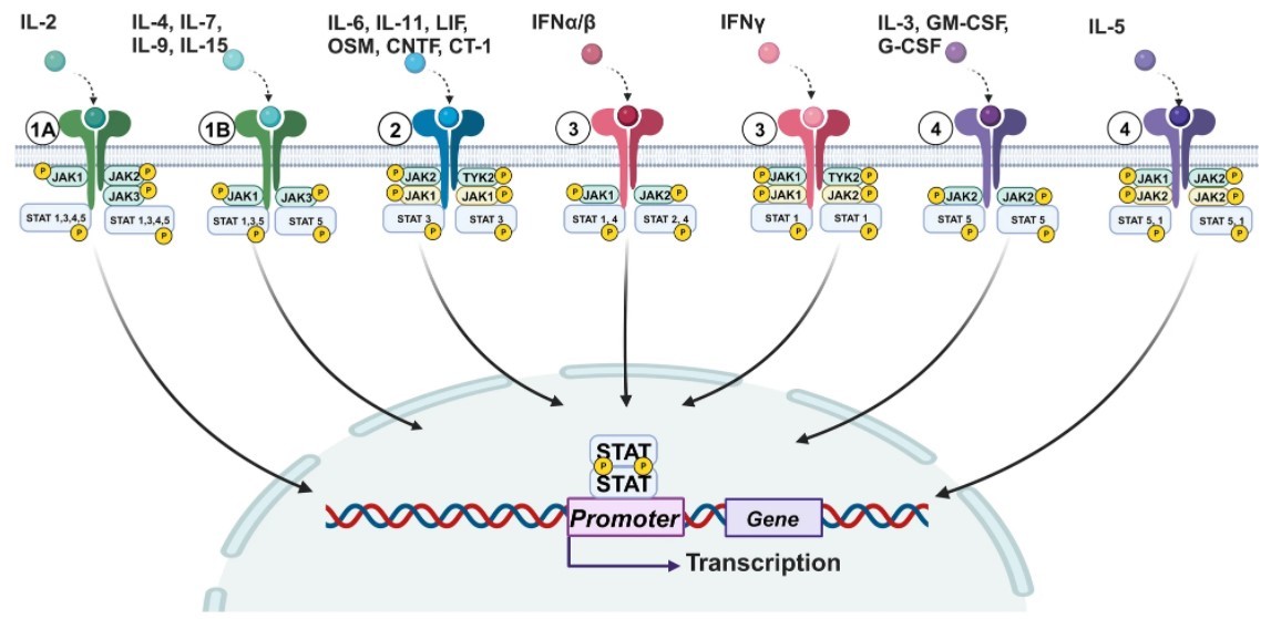 Cytokine signaling activates STAT pathway. (OA Literature)