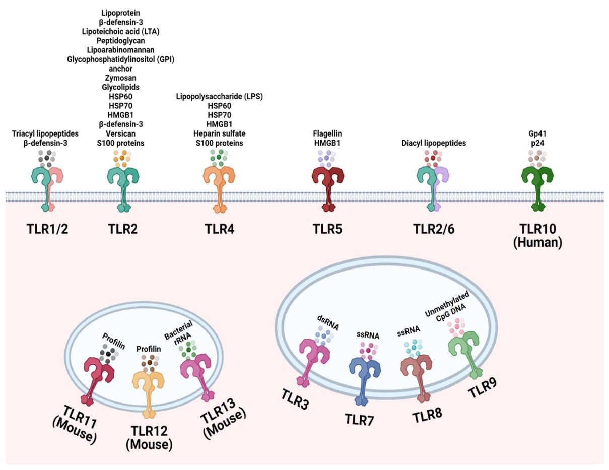 The TLR family and localization. (OA Literature)