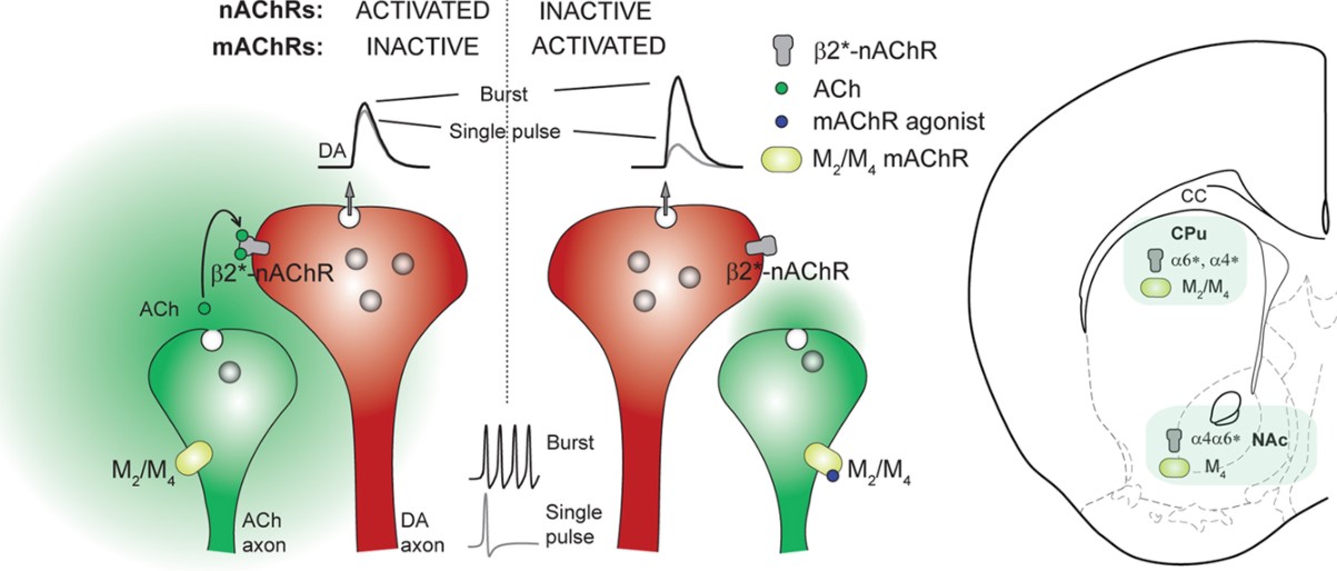 Cholinergic regulation of dopamine release. (OA Literature)