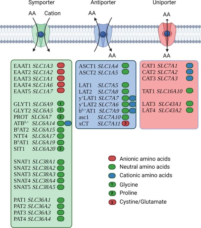Various amino acid transporters. (OA Literature)