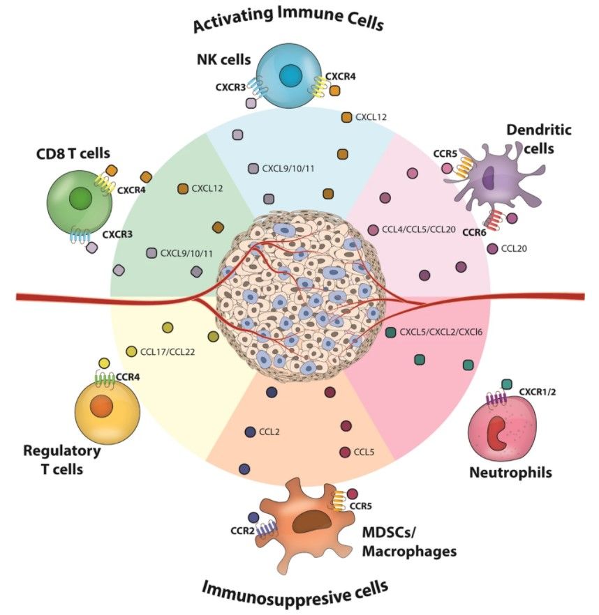 The chemokines induce immune cell infiltration into solid tumors. (OA Literature)