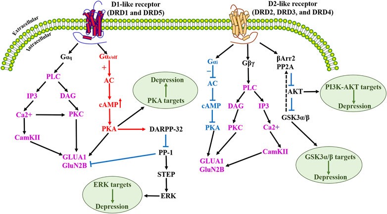 Dopamine receptor signaling pathways. (OA Literature)