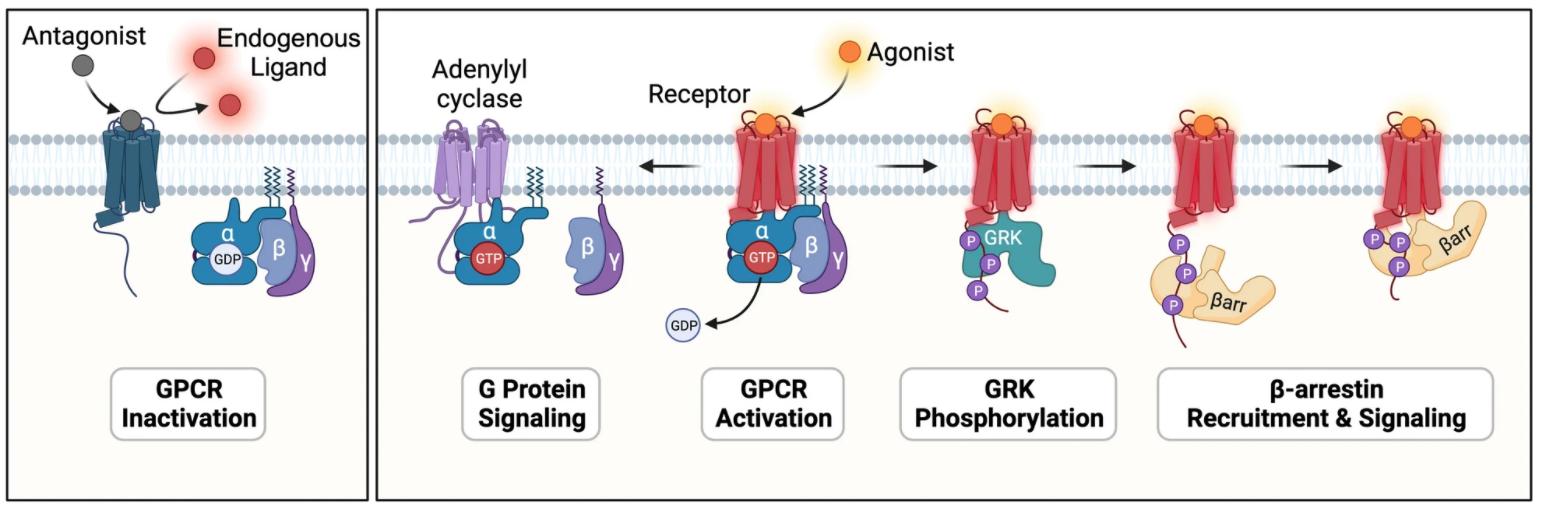 Fig.1 Exploring the structure, function, and drug discovery potential of GPCR signaling. (OA Literature)
