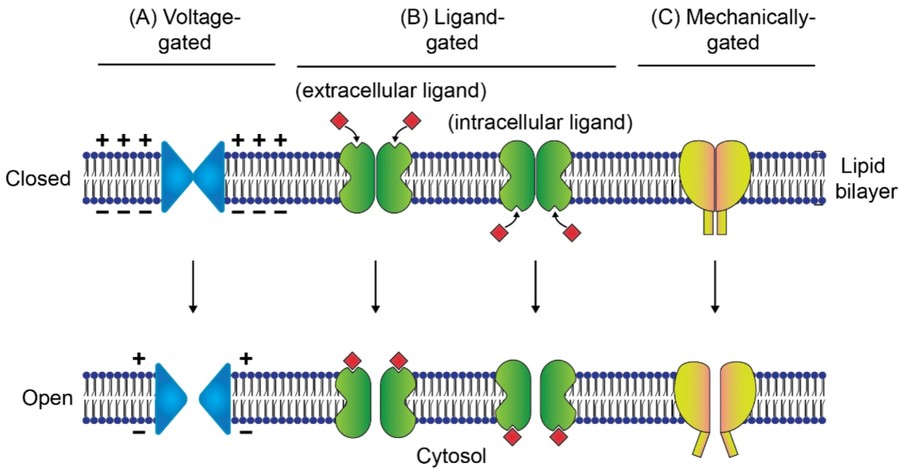 Voltage-gated, ligand-gated and mechano-sensitive ion channels. (OA Literature)
