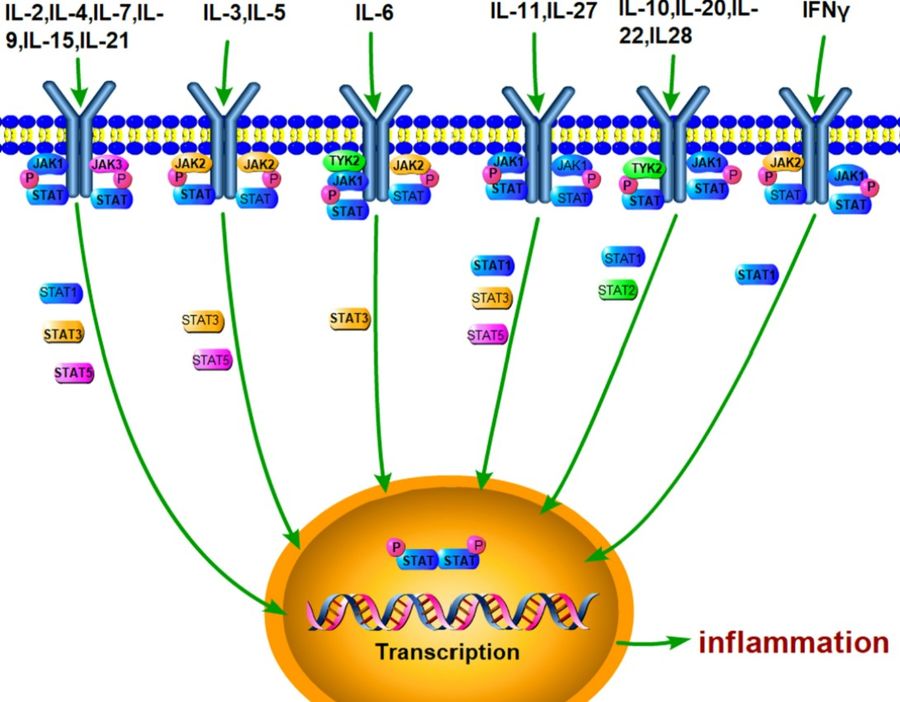 JAK/STAT pathway stimulated by various cytokines. (OA Literature)