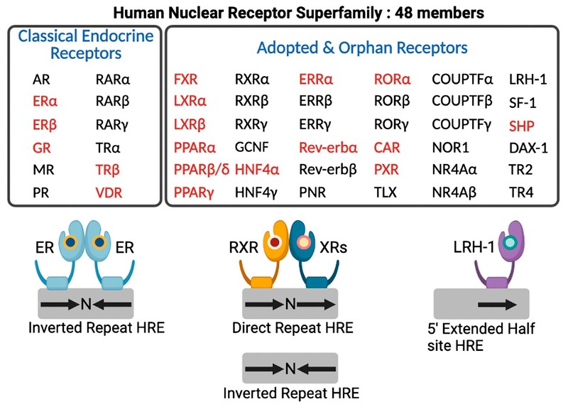 48 NHRs in human NHR subfamily. (OA Literature)