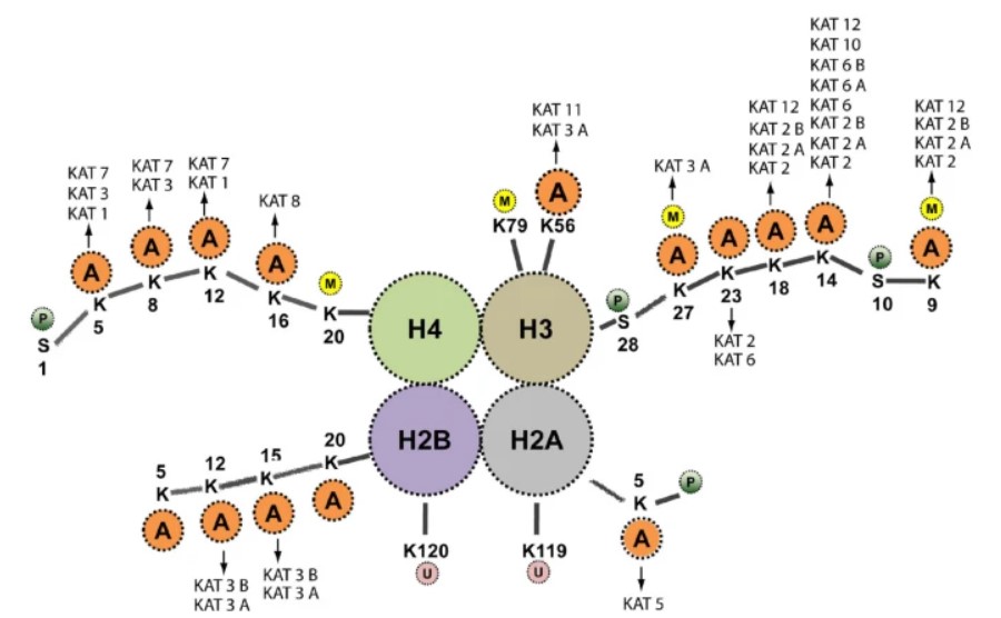 Fig.1 Lysine acetyltransferases involved in acetylating histone proteins. (OA Literature)