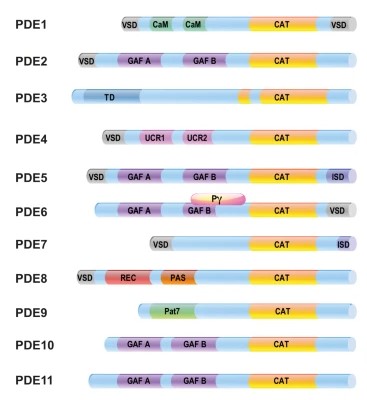 Fig.1 PDE subfamily. (OA Literature)
