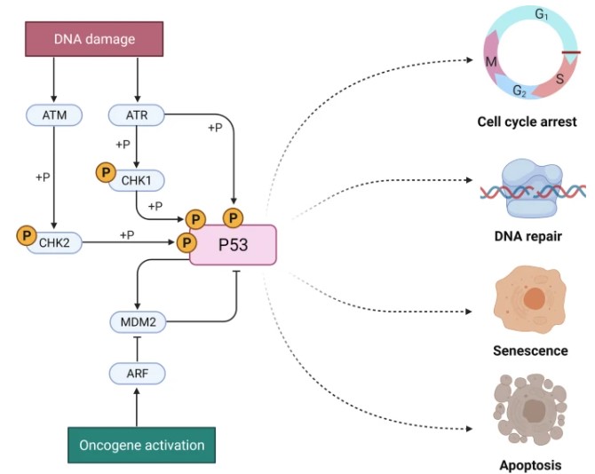 Fig.1 p53 role. (OA Literature)