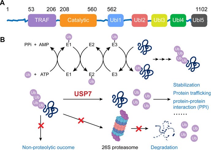 Fig.1 USP7 structure and function. (OA Literature)