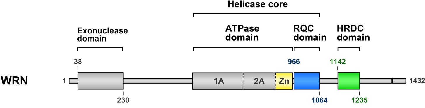 Fig.1 Human WRN structure. (OA Literature)