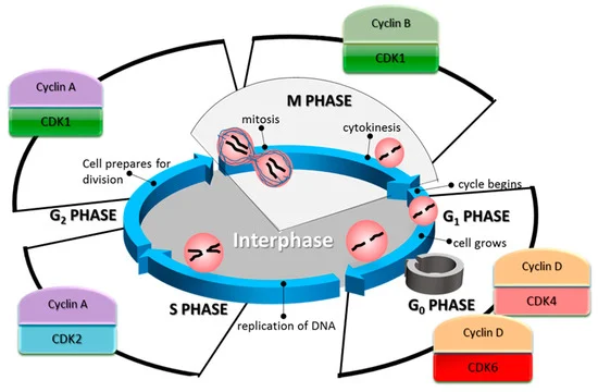 Fig.1 The cyclin-dependent kinases (CDK)/cyclin complexes. (OA Literature)