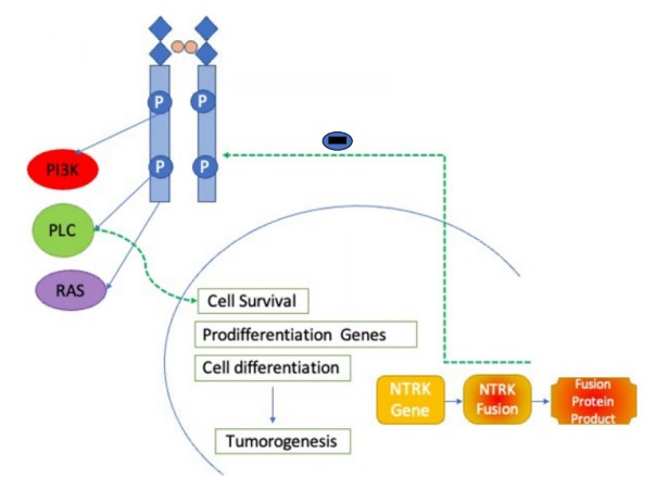 Fig.1 MOA of NTRK inhibitors. (OA Literature)