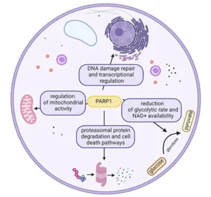 Fig.1 Different roles of PARP1 in the cell. (OA Literature)