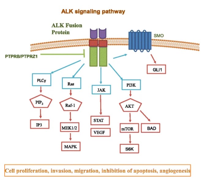 Fig.1 ALK signaling pathway. (OA Literature)