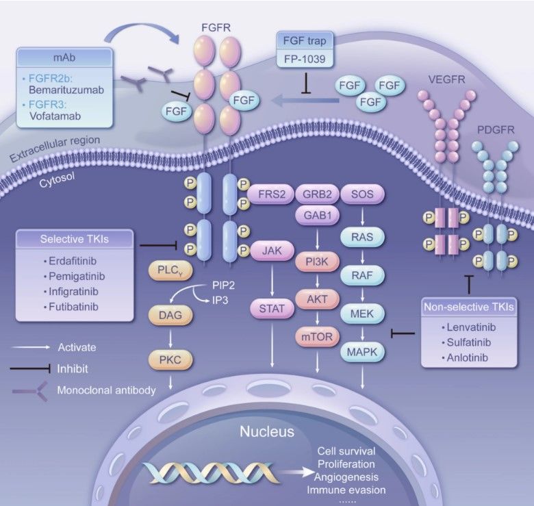 Fig.1 FGFR signal and inhibitors. (OA Literature)
