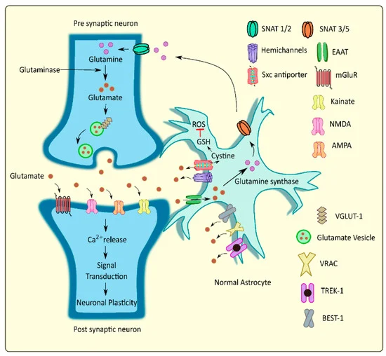 Fig.1 Neurotransmitters. (OA Literature)
