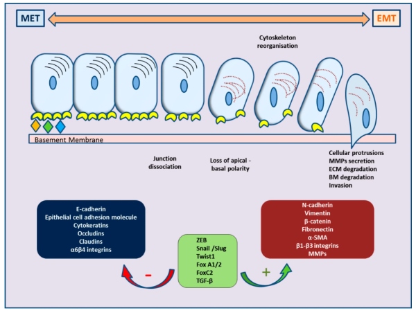 Fig 1. Illustration of the cellular changes and principal molecular events occurring in EMT and the reverse MET. (OA Literature)