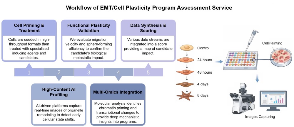 Core steps of EMT/Cell Plasticity program assessment service. (Creative Biolabs Original)