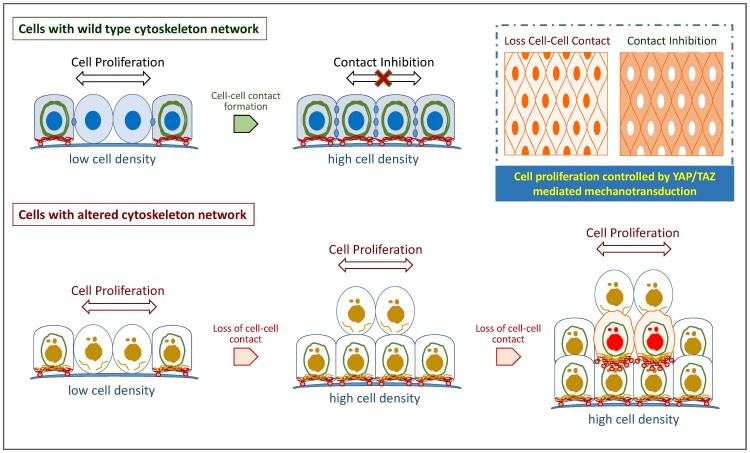 Fig 1. Cells with wild-type and altered cytoskeleton networks. (OA Literature)