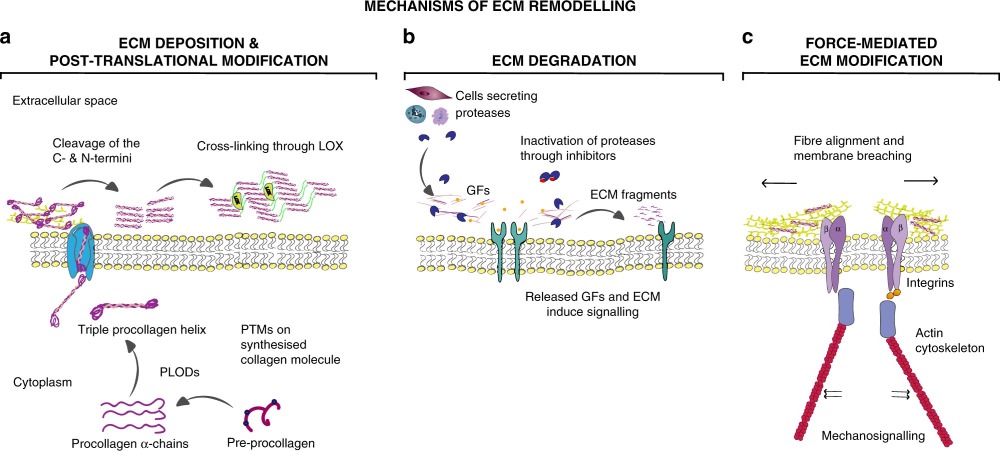 Fig 1. Mechanisms of tumourigenic ECM remodelling. (OA Literature)