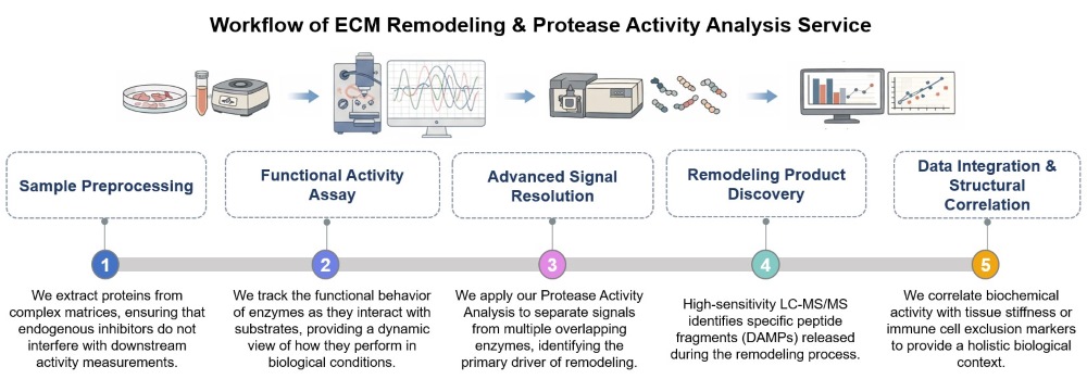 Core steps of ECM remodeling & protease activity analysis. (Creative Biolabs Original)