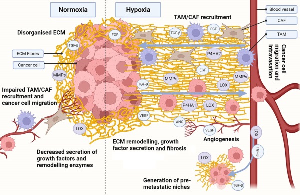 Fig 1. Hypoxia-Driven ECM remodeling facilitates cancer metastasis. (OA Literature)