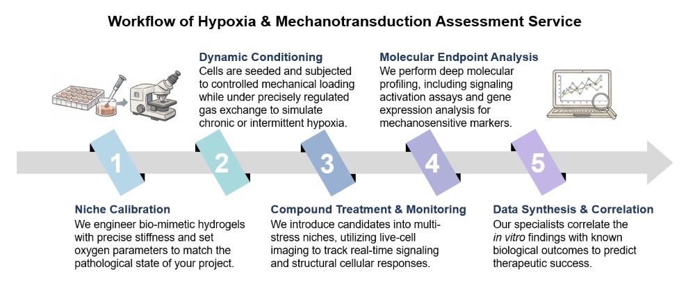 Core steps of hypoxia & mechanotransduction assessment. (Creative Biolabs Original)