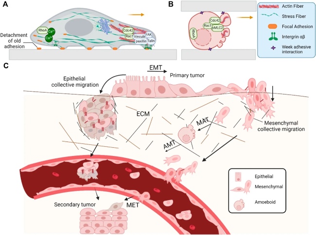 Fig 1. Types of directed cell migration. (OA Literature)