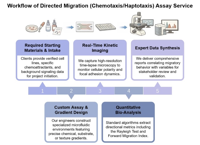 Core steps of directed migration assay. (Creative Biolabs Original)