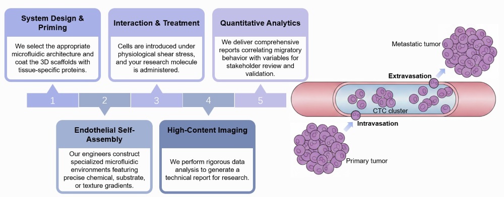 Core steps of intravasation/extravasation modeling service. (Creative Biolabs Original)