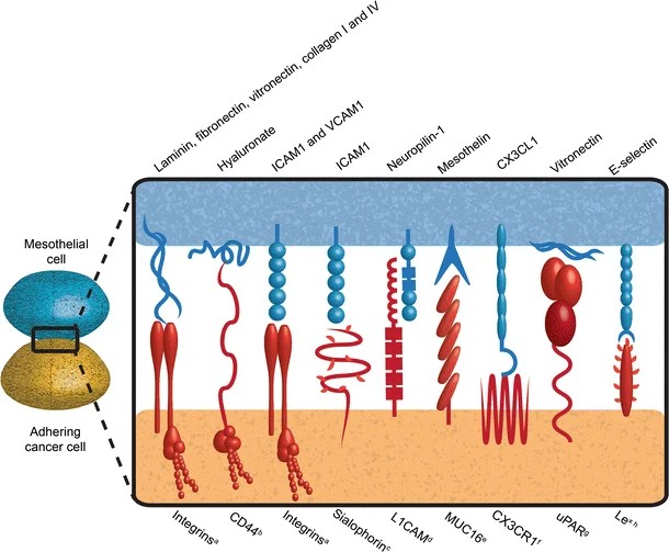 Fig 1. Adhesive interactions mediating tumor cell-peritoneum adhesion. (OA Literature)