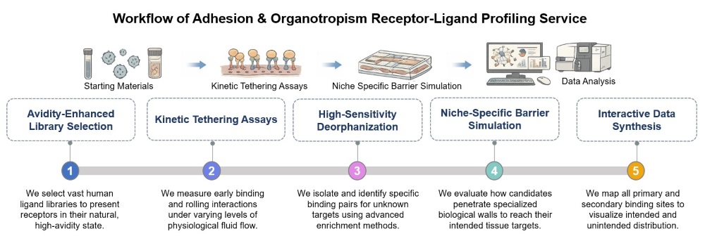 Core steps of adhesion & organotropism receptor-ligand profiling. (Creative Biolabs Original)