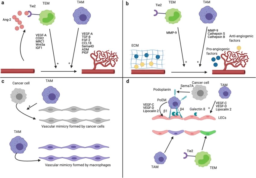 Fig 1. Effects of TAMs and TEMs on angiogenesis and lymphangiogenesis. (OA Literature)