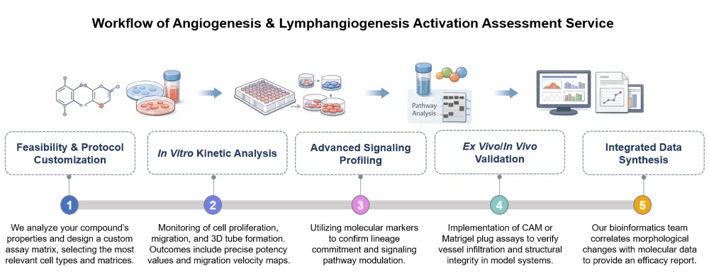 Core steps of angiogenesis & lymphangiogenesis activation assessment. (Creative Biolabs Original)